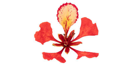 Poinciana regia or Delonix regia flowers isolated on white background. The most common names are: royal poinciana, flamboyant, acacia rubra, phoenix flower, flame of the forest, or flame tree