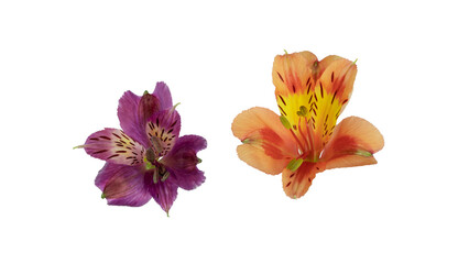 Alstroemeria, commonly called the Peruvian lily or lily of the Incas, native to South America isolated and cut out.