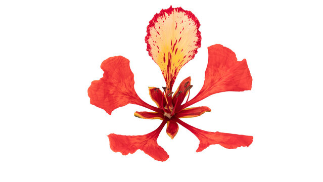 Poinciana regia or Delonix regia flowers isolated on white background. The most common names are: royal poinciana, flamboyant, acacia rubra, phoenix flower, flame of the forest, or flame tree