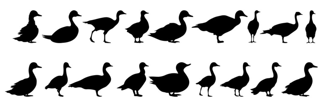Duck silhouettes set, large pack of vector silhouette design, isolated white background