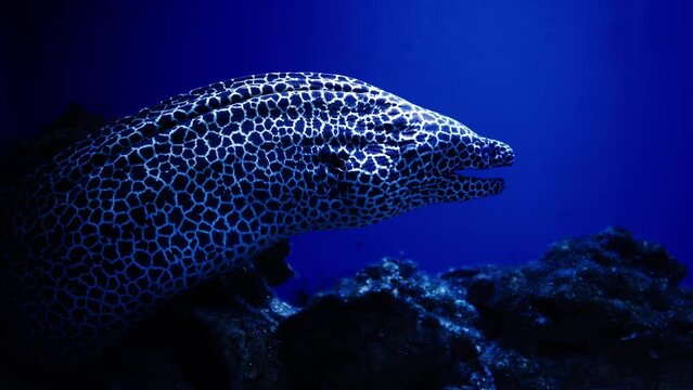 Moray eels in corals on a blue background of a sandy bottom in the Red Sea. Swimming in a world of colorful beautiful wildlife of reefs and algae. Residents in search of food.