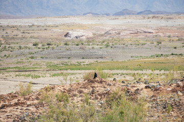 Raven in the desert