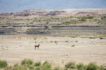 Wild burro in the desert
