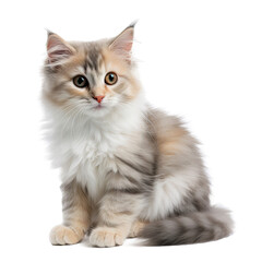 Cute cat isolated on white background. Transparent use for T shirt screen, fabric , print, cover, banner and invitation. 