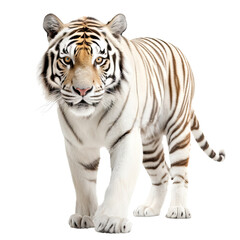 Tiger isolated on white background. Transparent use for T shirt screen, fabric , print, cover, banner and invitation. Generative ai.