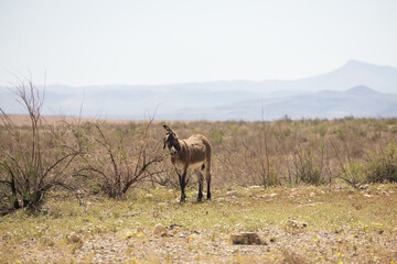 Wild burro in the desert
