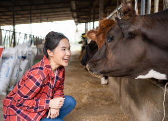 Asian Female with black hair worker posing on a cow dairy farm inside a cowshed.