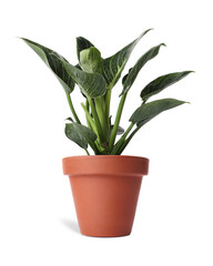 Philodendron plant in terracotta pot isolated on white. House decor