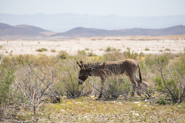 Wild burro in the desert
