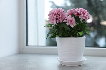 Beautiful chrysanthemum flowers in pot on windowsill indoors. Space for text