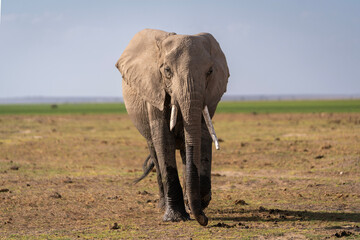 Obraz premium A wild African elephant slowly walks toward the camera on the Kenyan savanah in Amboseli National Park in Africa.
