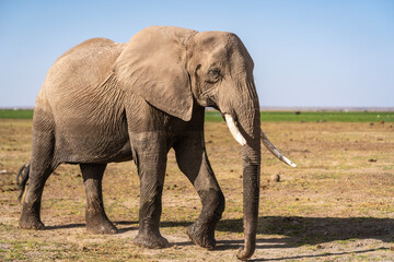 A wrinkled old elephant with a broken tusks slowly walks along the African savanah in Kenya, East Africa.