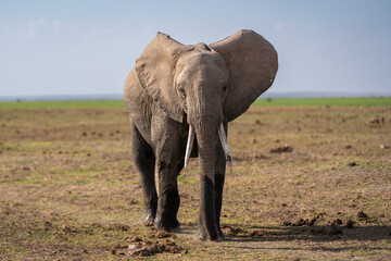 A wild African elephant flaps its ears and stares at the camera on the savanah in Kenya, Africa.