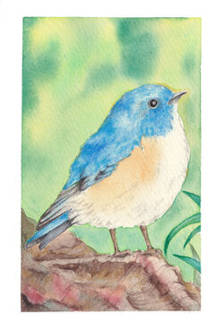 hand painted watercolor illustration of blue robin bird