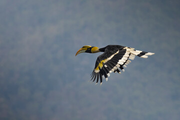 Oriental pied Hornbill in khao yai national park