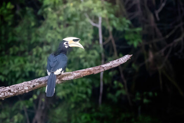 Oriental pied Hornbill in khao yai national park