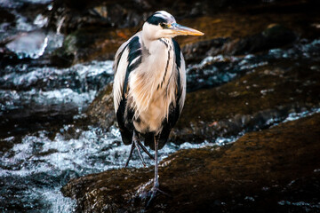 Birds foraging on the water