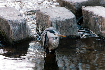 A heron looking for food on the water in the sunset