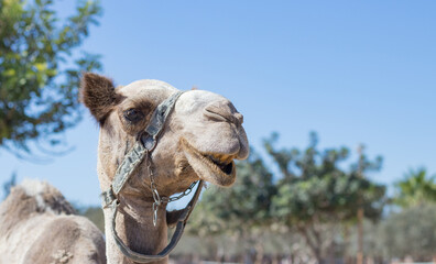 A camel in a pen in clear weather. zoo with wild animals. the face of a camel.