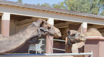 A camel in a pen in clear weather. zoo with wild animals. the face of a camel.