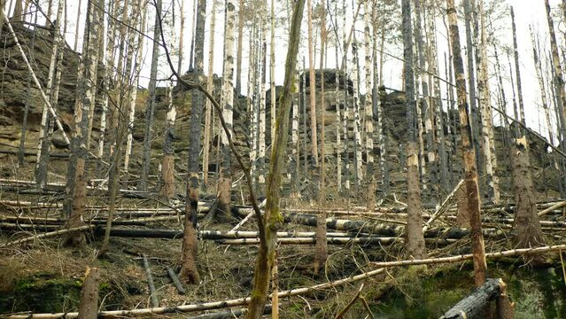 Forest spruce fire after flame wild drought dry black earth ground vegetation stand green natural disaster burnt down trees Bark beetle shot pest Ips typographus dead calamity wood danger Europe
