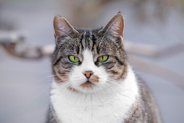 Naklejka na ściany i meble Portrait of impudent plump beautiful well-groomed cat green eyes piercing look on blurred background. Stray cat looks like a predator guards the territory. Predator looking for prey. City animals