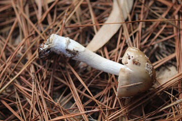 cogumelo em floresta de pinheiros no outono