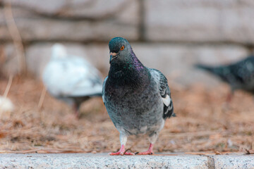 Various appearances of pigeons living in the city