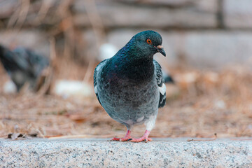 Fototapeta premium Various appearances of pigeons living in the city