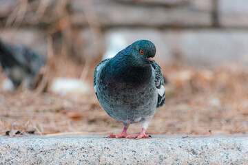 Various appearances of pigeons living in the city