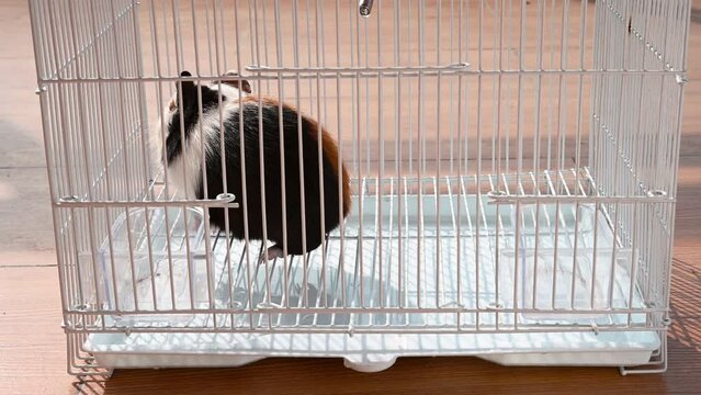 a cute cavy in a cage
