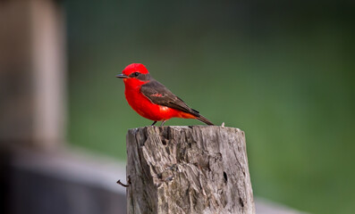 Vermillion Flycatcher