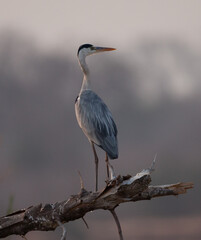Grey Heron