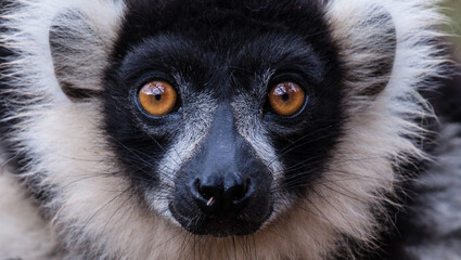 Black Ruff Lemur