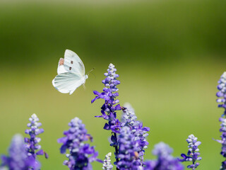 モンシロチョウの飛翔