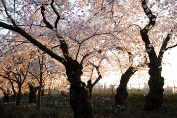 Central Park Spring Cherry Blossoms