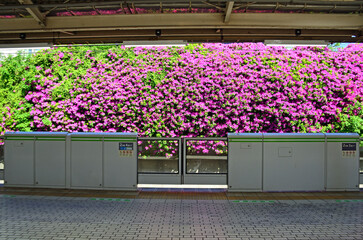 Azaleas along the railroad tracks at JR Sugamo station in Tokyo