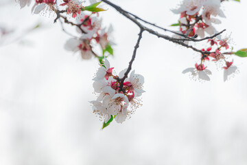 Cherry blossoms on a tree in spring