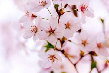 Obraz premium Cherry blossoms on a tree in spring