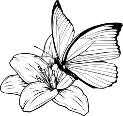 Outline drawing of butterfly. Vector illustration. Black line.