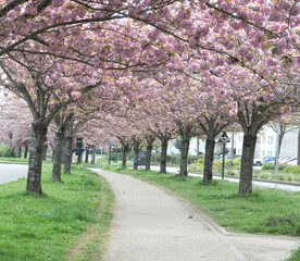 chemin sous les cerisiers