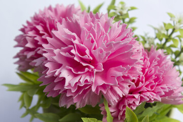 pink carnation flower made from soap on white background. pink cloves flowers .