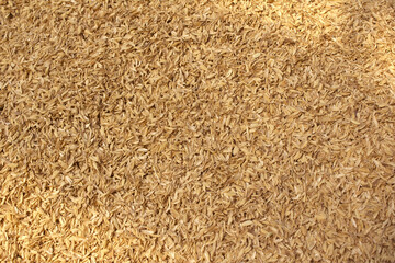 rice peel after harvest and hull background.