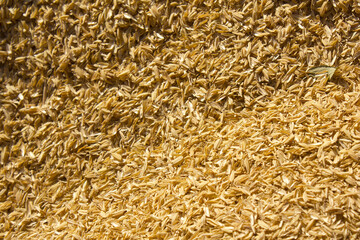 rice peel after harvest and hull background.