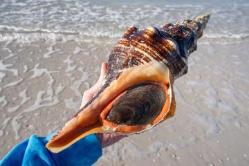 A living Florida horse conch—the state shell—at Honeymoon Island State Park in Dunedin. (Shell...