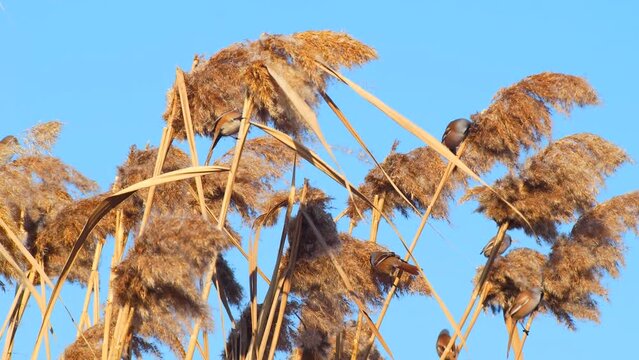 Wildlife - Birds. They feed on bearded reedling (Panurus biarmicus) birds, insects and reed seeds that live in large reeds in wetlands.