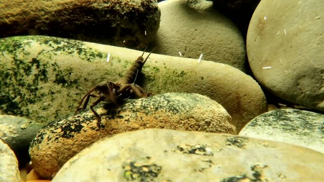 Stonefly nymph (Pteronarcys californica) crawling around on a rock in a trout stream