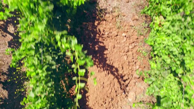 Aerial overhead dolly in view of vineyards in trellis formation with a calicata in the Limar&iacute; Valley, Chile.