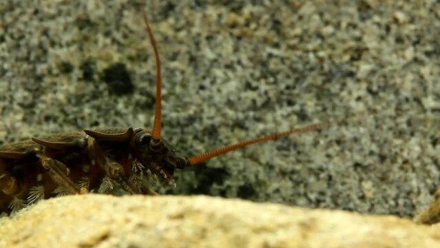 Stonefly nymph (Pteronarcys californica) crawling on a rock in a trout stream, close-up of, head, mouth parts, and gills