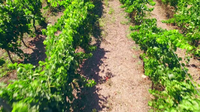 Drone overflight looking down with vines in trellis formation, vertical in a calicata, Limar&iacute; Valley, Chile.